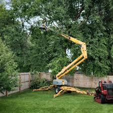 How Our Tree Care Process Works  in  Barstow, CA