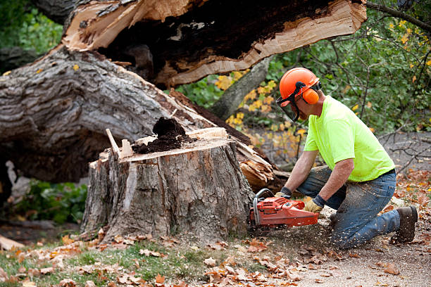 Reliable Barstow, CA Tree Care Services Solutions